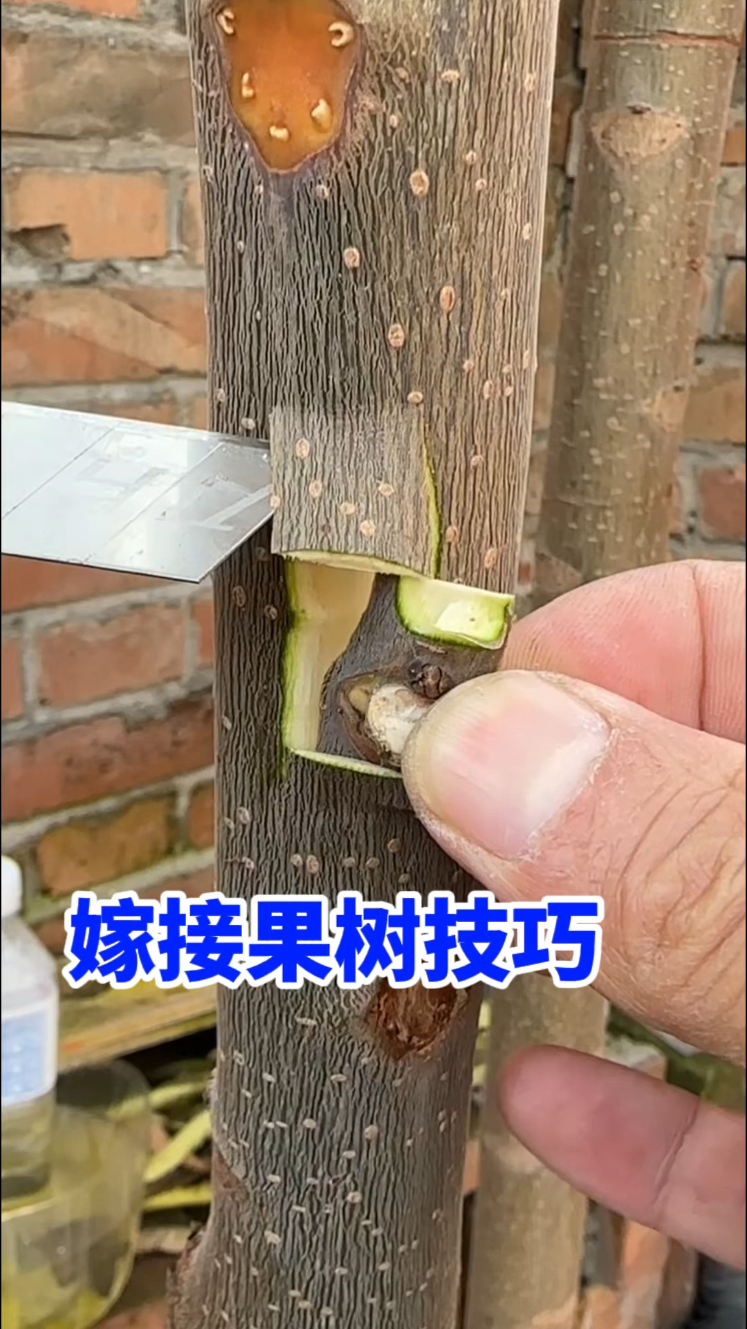 嫁接果树的小技巧