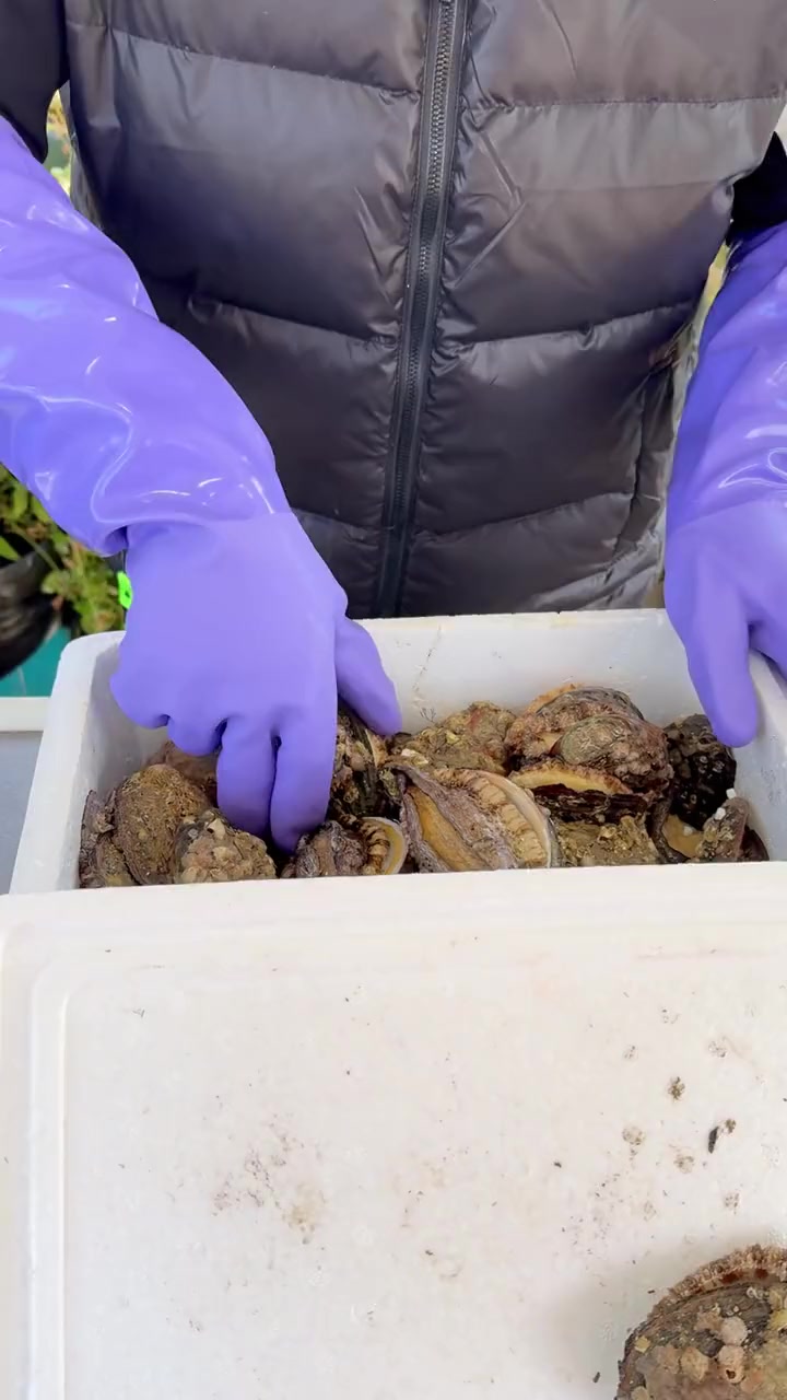 漂亮姐姐送来一大箱活鲍鱼，做成熟腌酱鲍鱼，轻松实现鲍鱼自由
