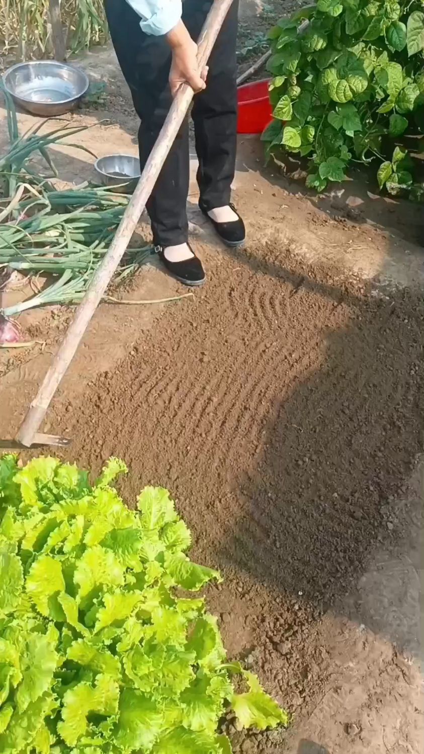 分享一种最简单播种香菜的方法