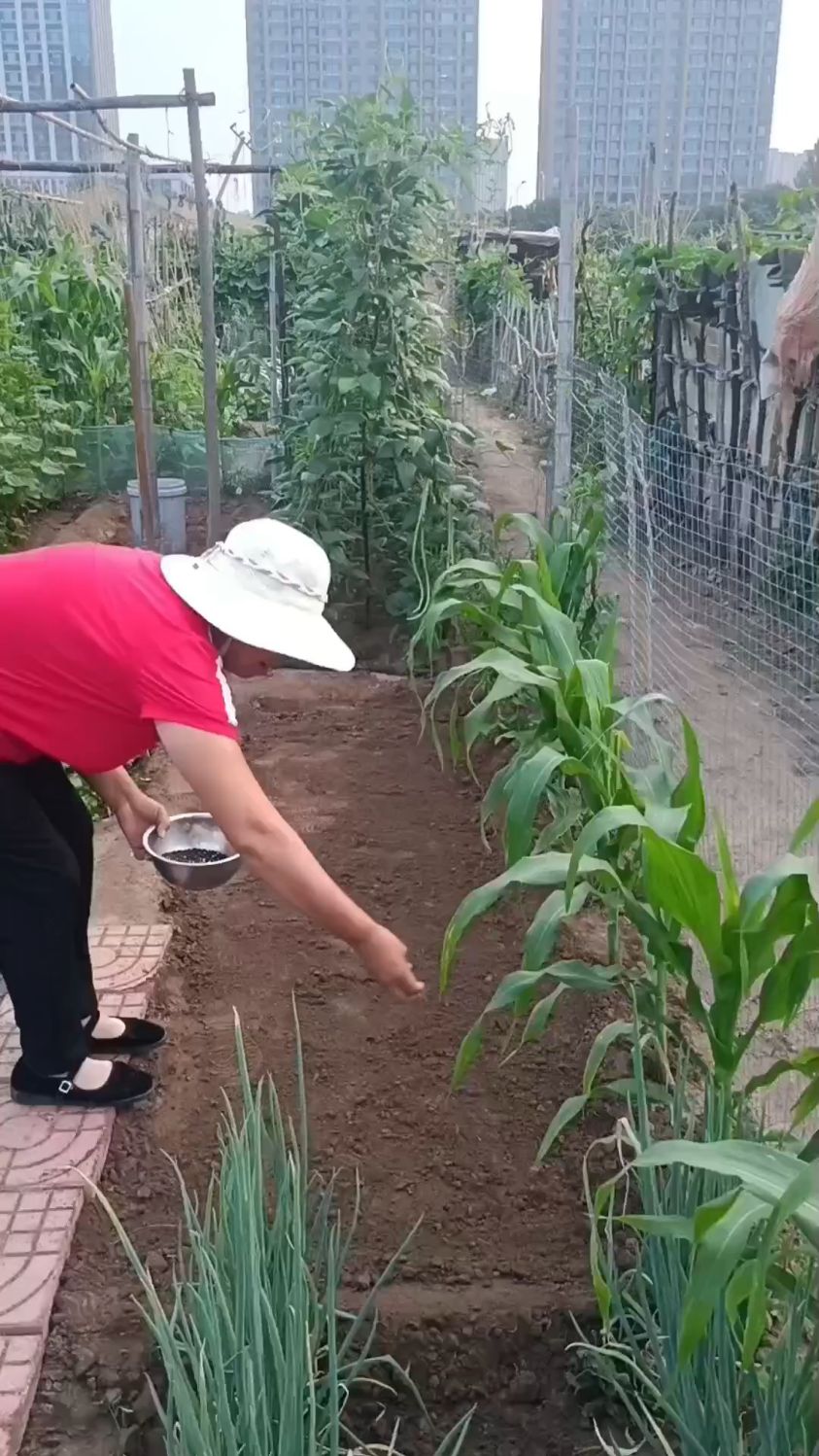 菜花（花椰菜）西兰花的育苗方法
