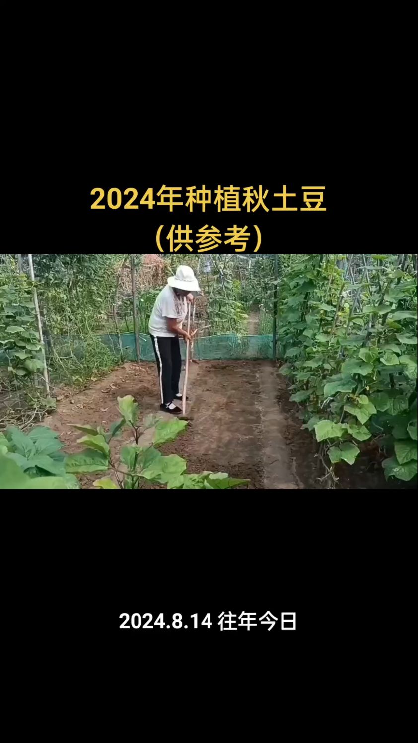 2024年种植秋土豆的视频(供参考)