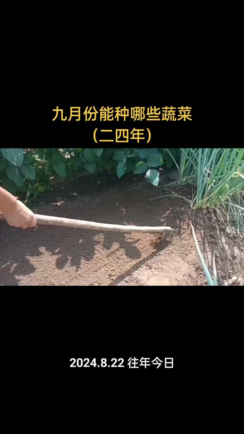 九月份能够种植哪些蔬菜