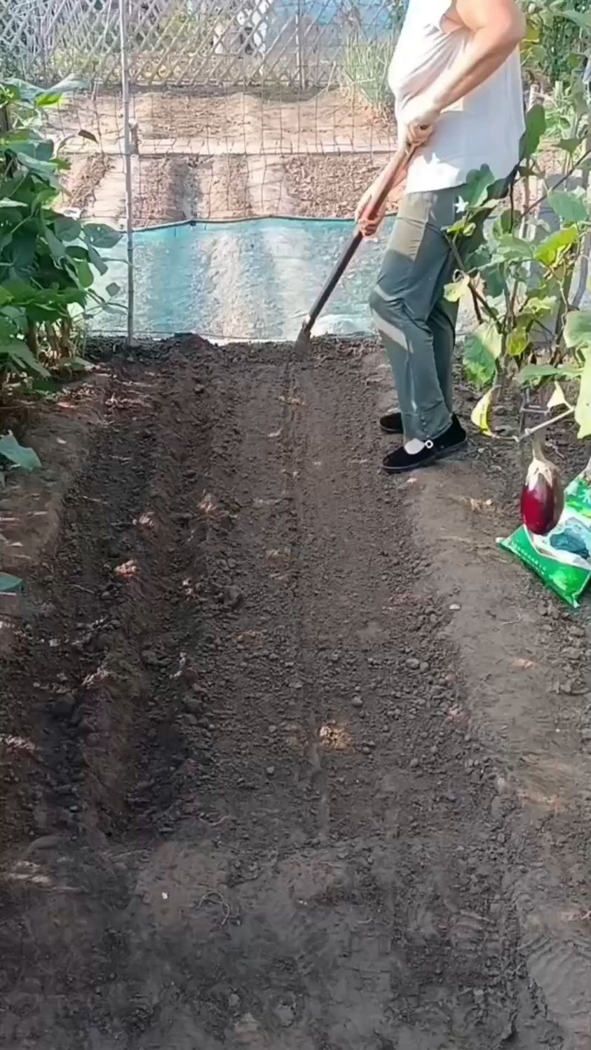 秋土豆种植方法及注意事项