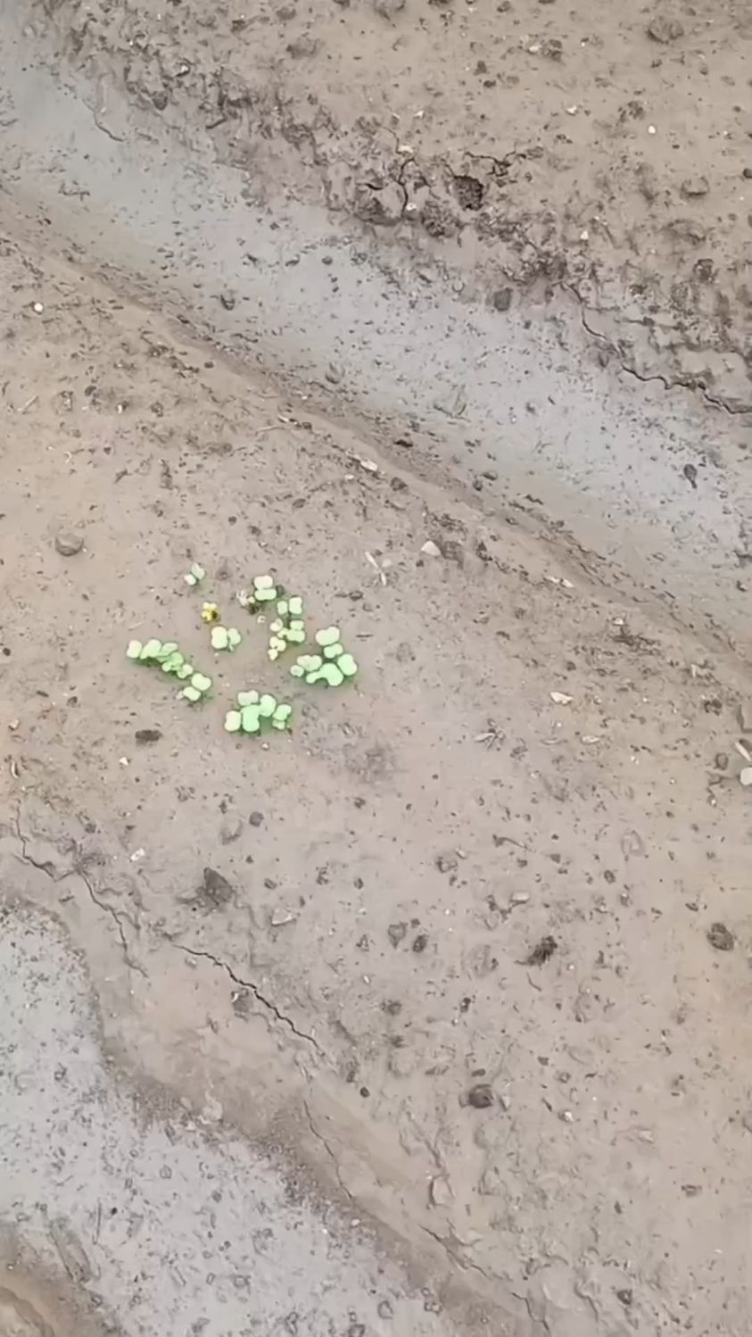 大白菜出苗后有哪些管理措施