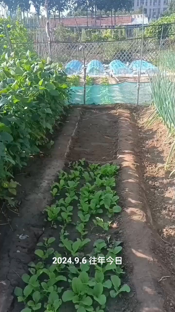 移栽大白菜苗的时间方法