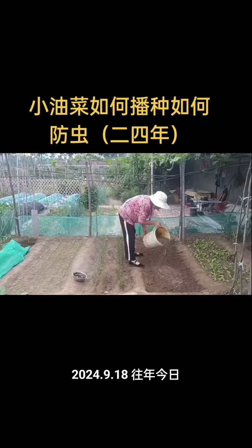 小油菜如何播种如何防虫