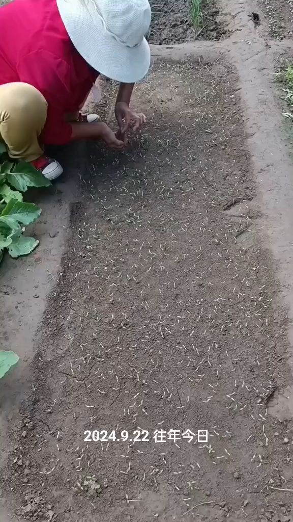 香菜出苗后的管理