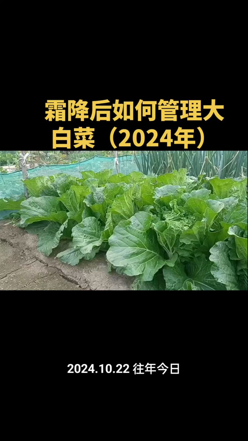 霜降后如何管理大白菜