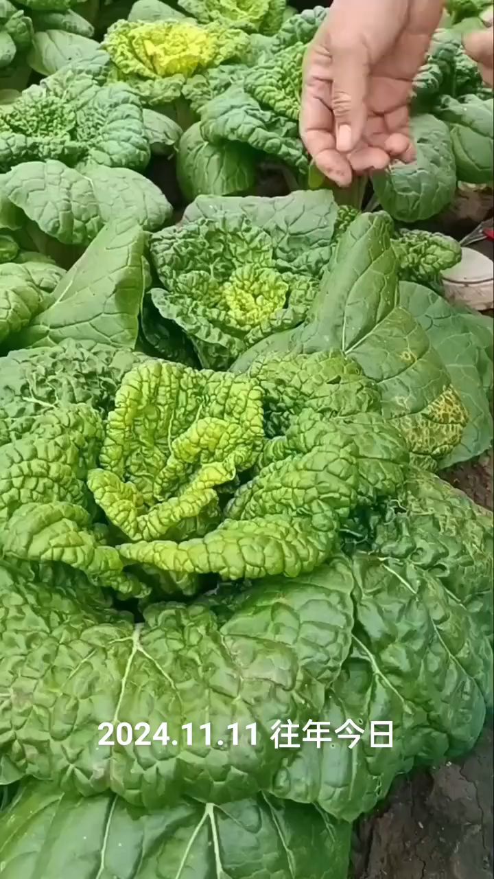 黄心乌塌菜种植管理技巧