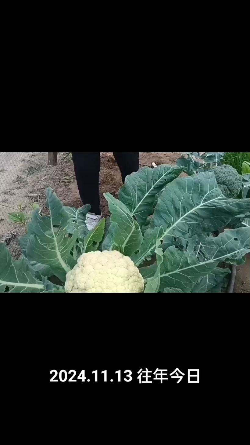 菜花（花椰菜）种植管理技术