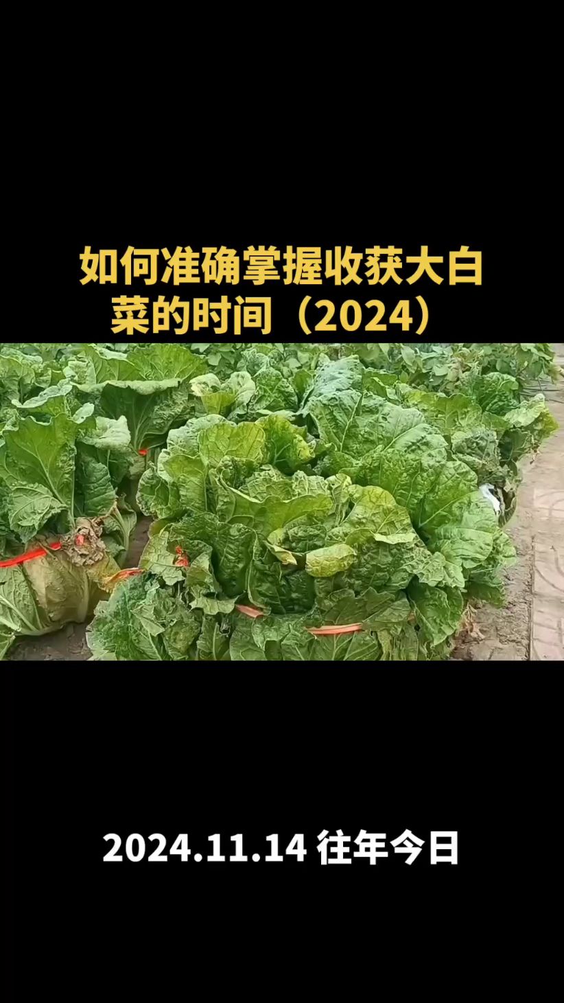 如何准确掌握收获大白菜的时间(2024)