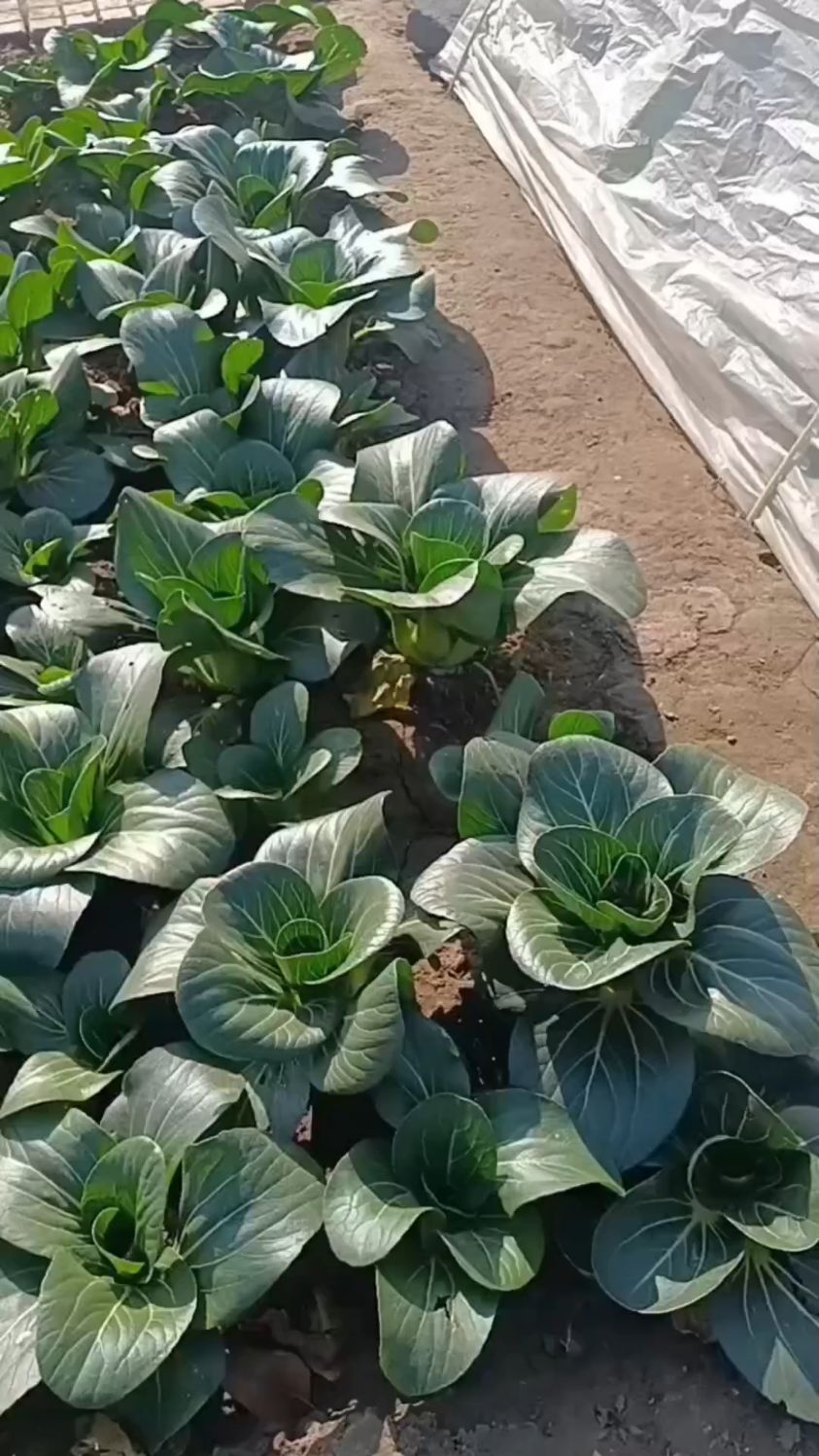 采收苏州青(小油菜)