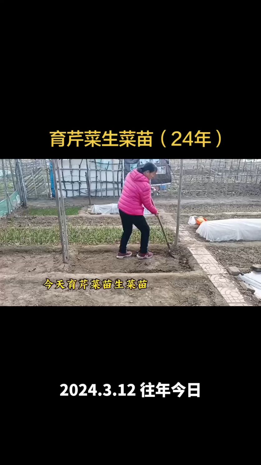 育芹菜生菜苗（二四年作品）