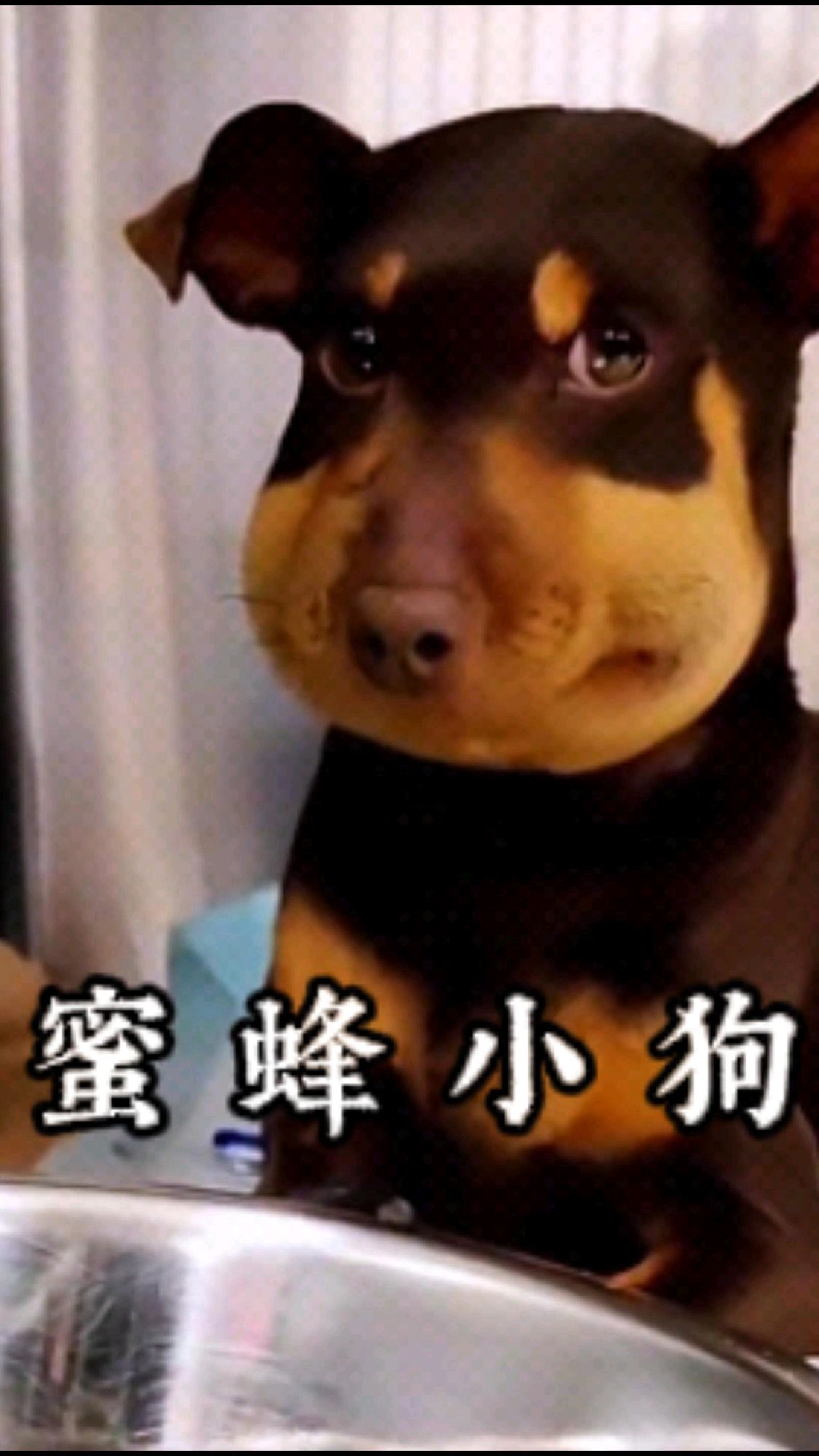 还记得这只蜜蜂小狗吗？可它却不是被蜜蜂蛰成这样的！# 蜜蜂小狗