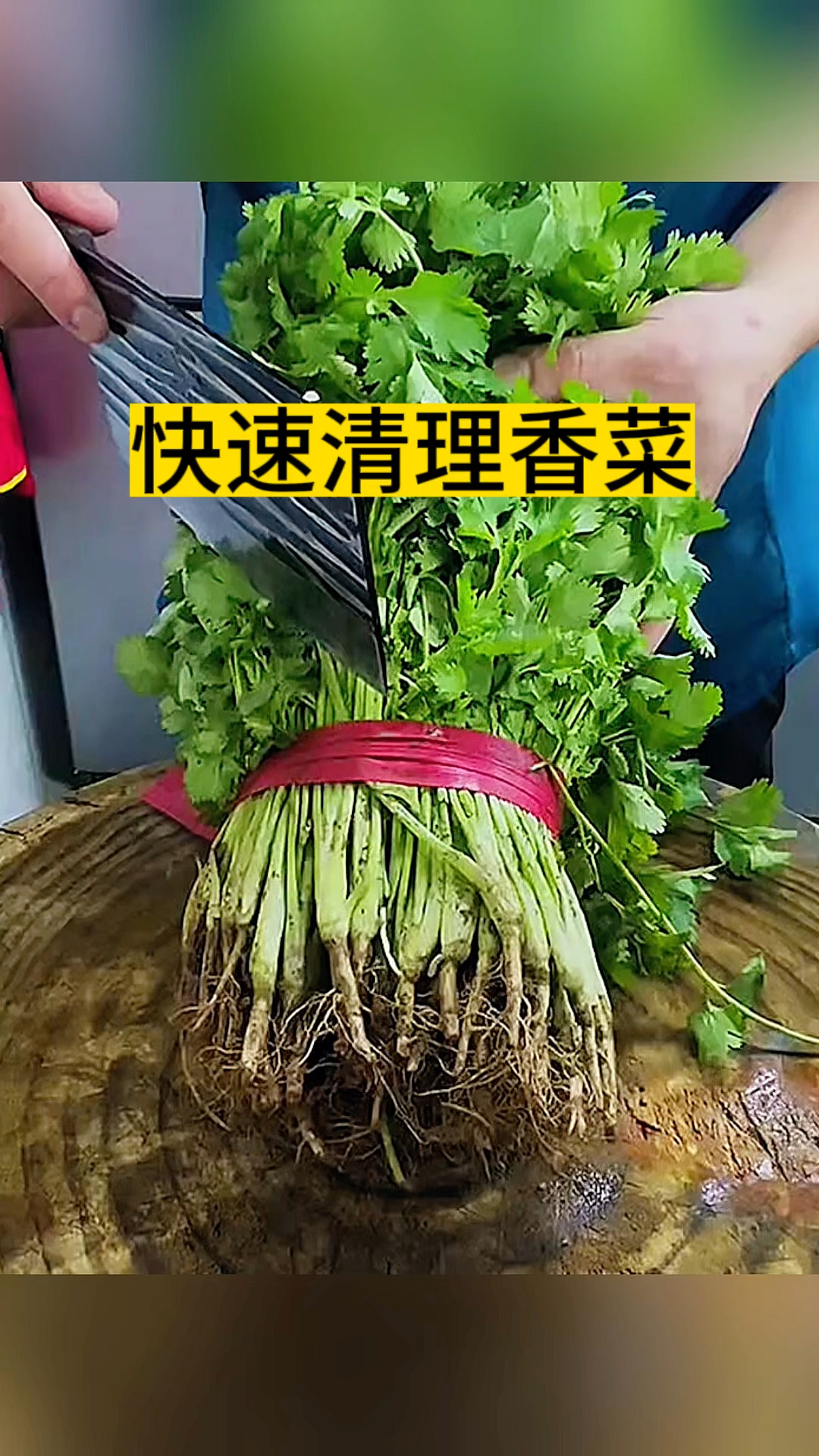 快速清理香菜,特别的轻松