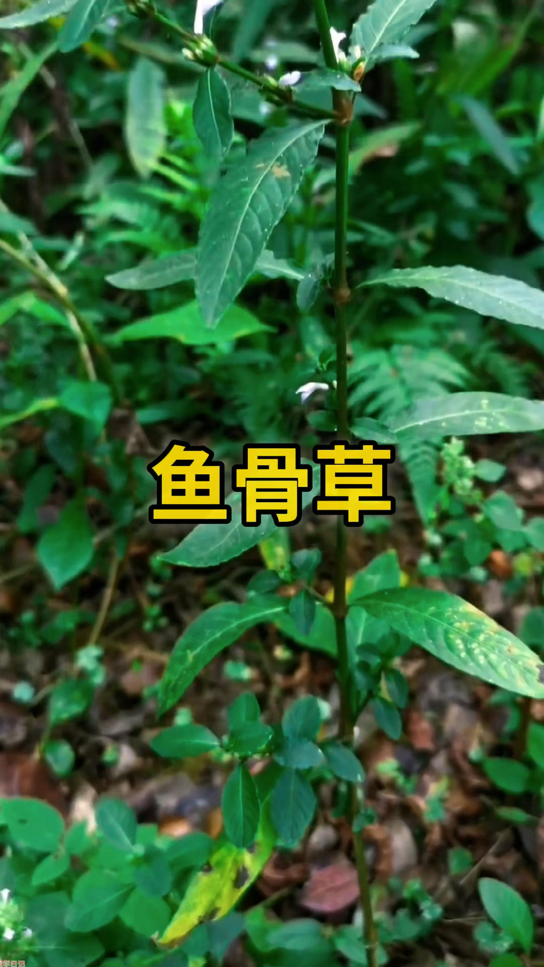 鱼骨草:天然抗菌小能手