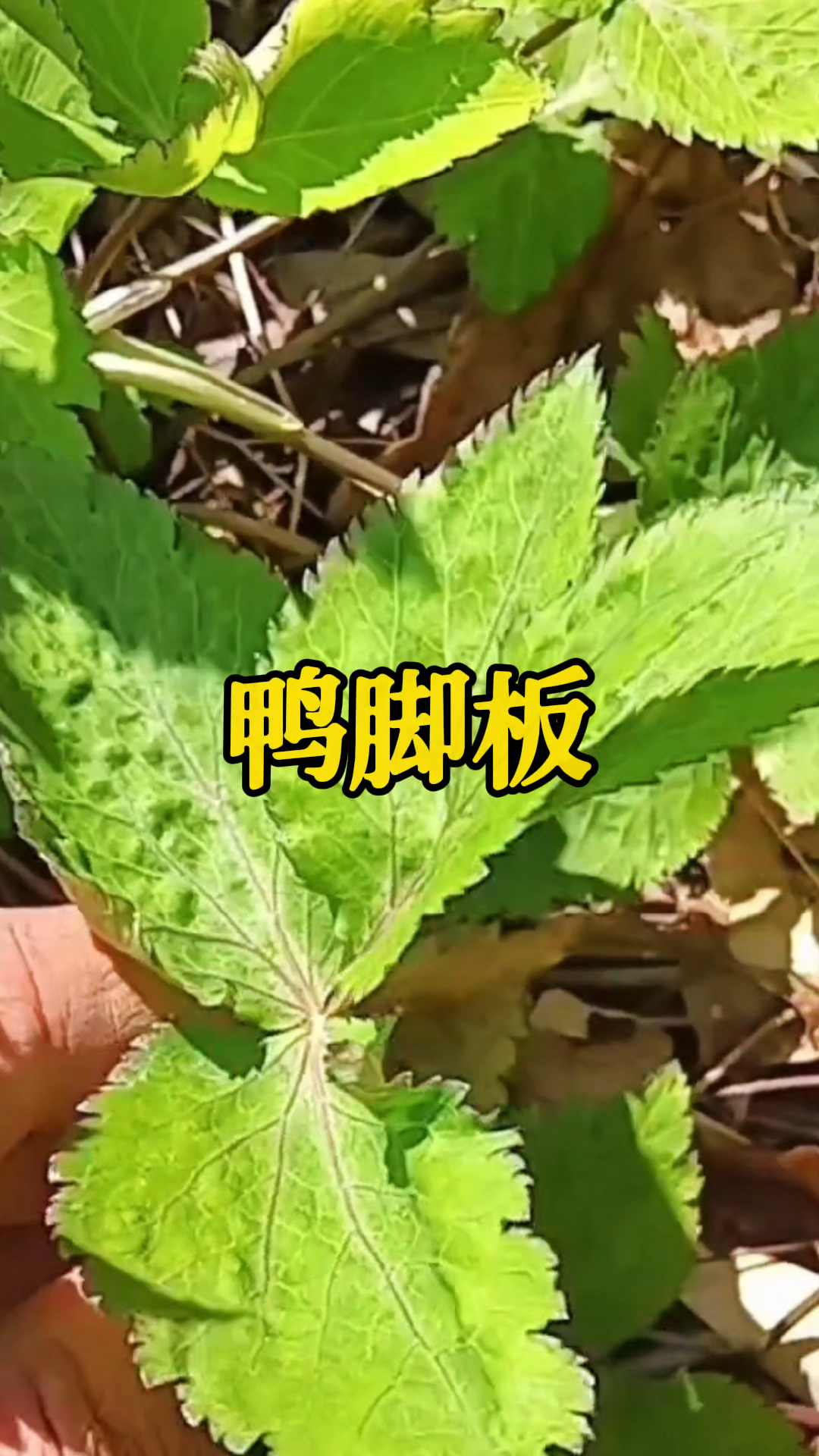 “鸭脚板”,大自然的馈赠,健康养生好选择!