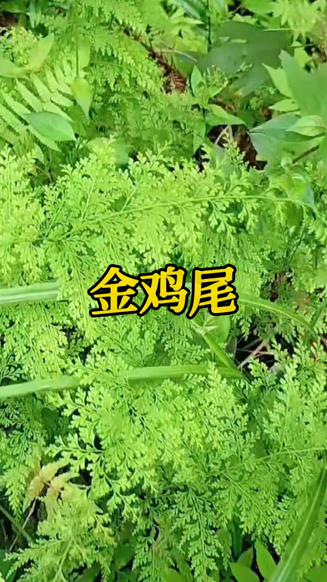 山上发现这种