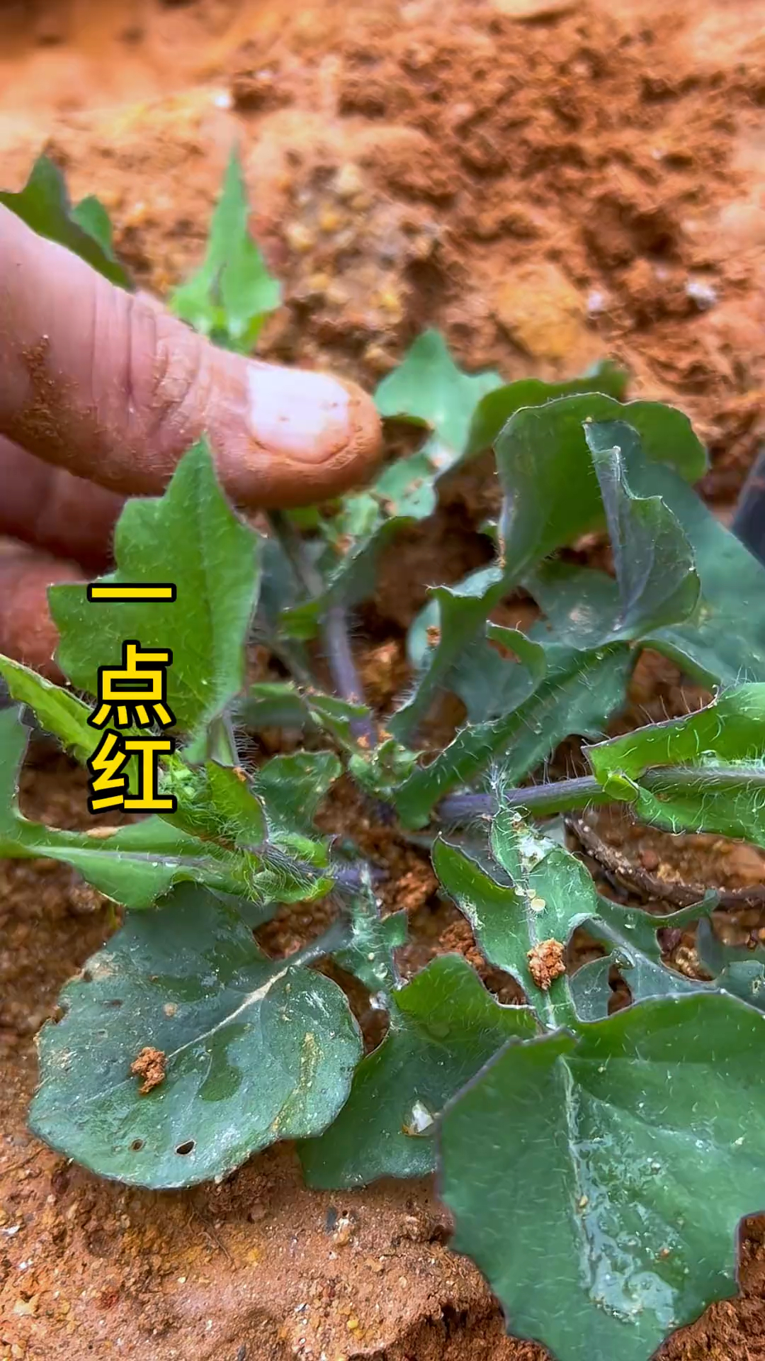 一点红,别名紫背叶、叶下红等,南方常见的野菜,嫩叶打汤很不错