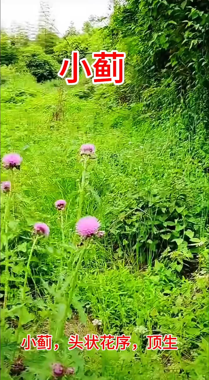 小蓟(刺儿菜)是菊科植物。植株:多年生草本,茎直立