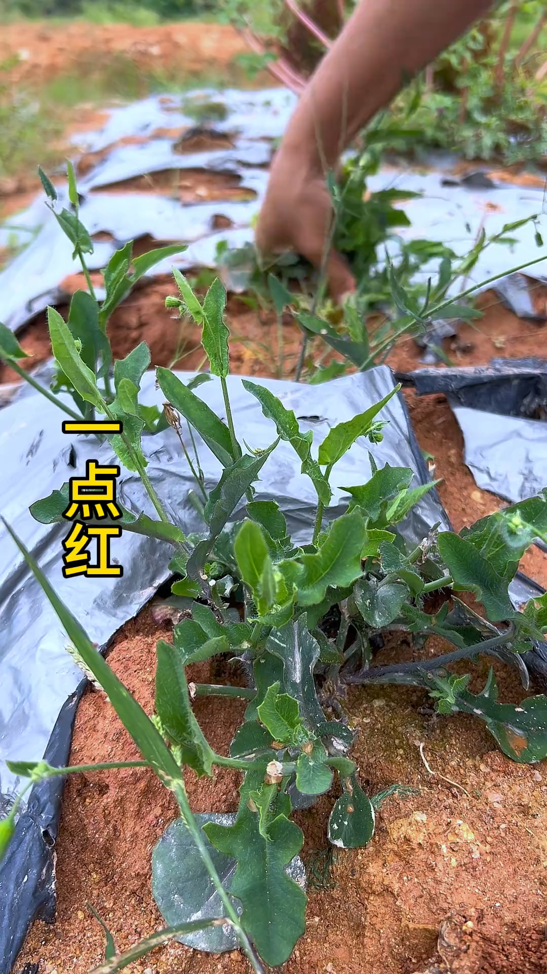 一点红,也叫紫背叶,南方常见的野菜之一,你们认识这种植物吗?