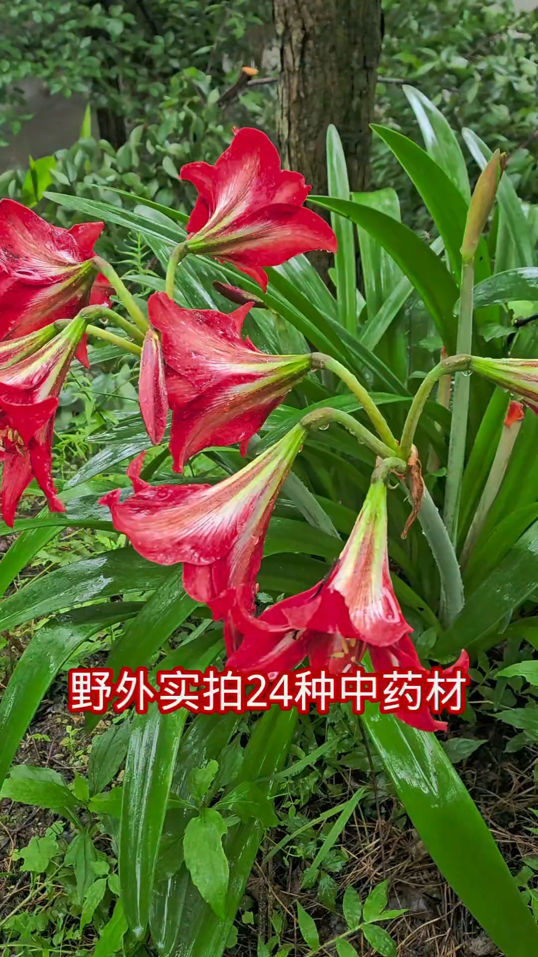 野外实拍24种中药材