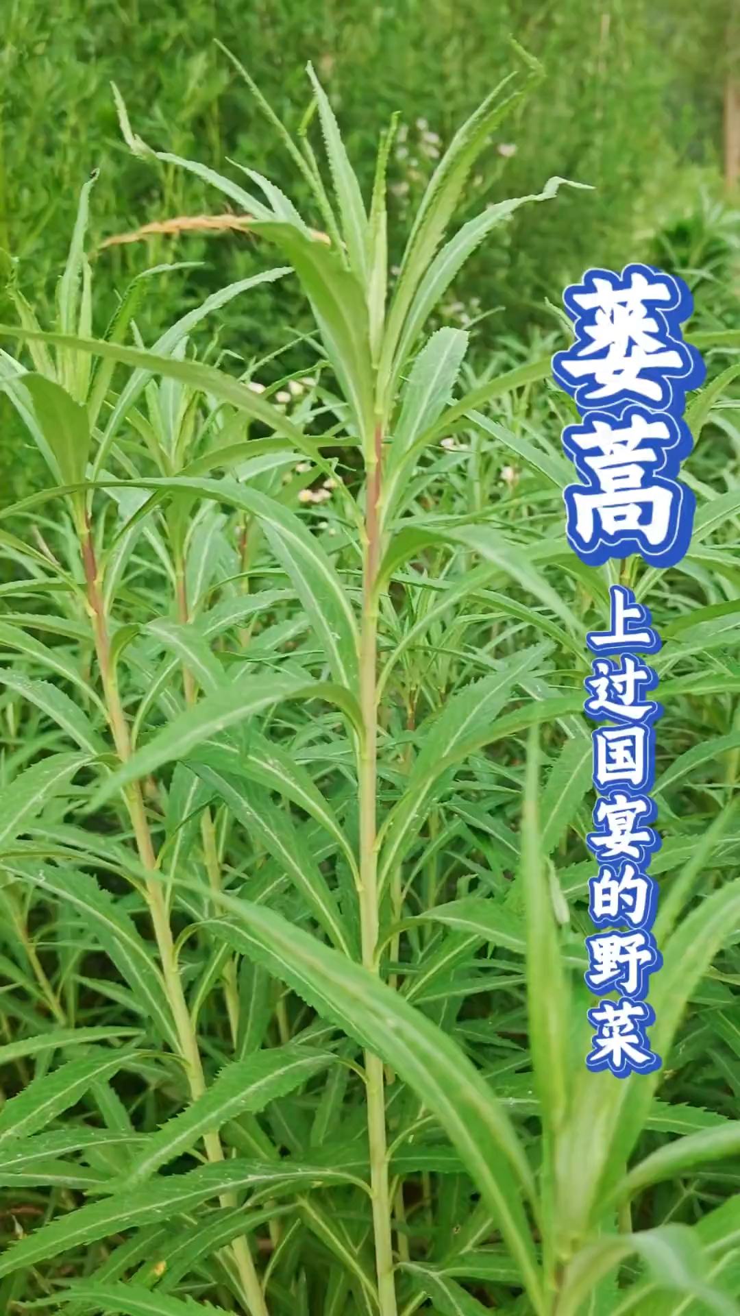 蒌蒿,又叫泥蒿、水蒿、黎蒿,在2008年北京奥运会的国宴菜单中