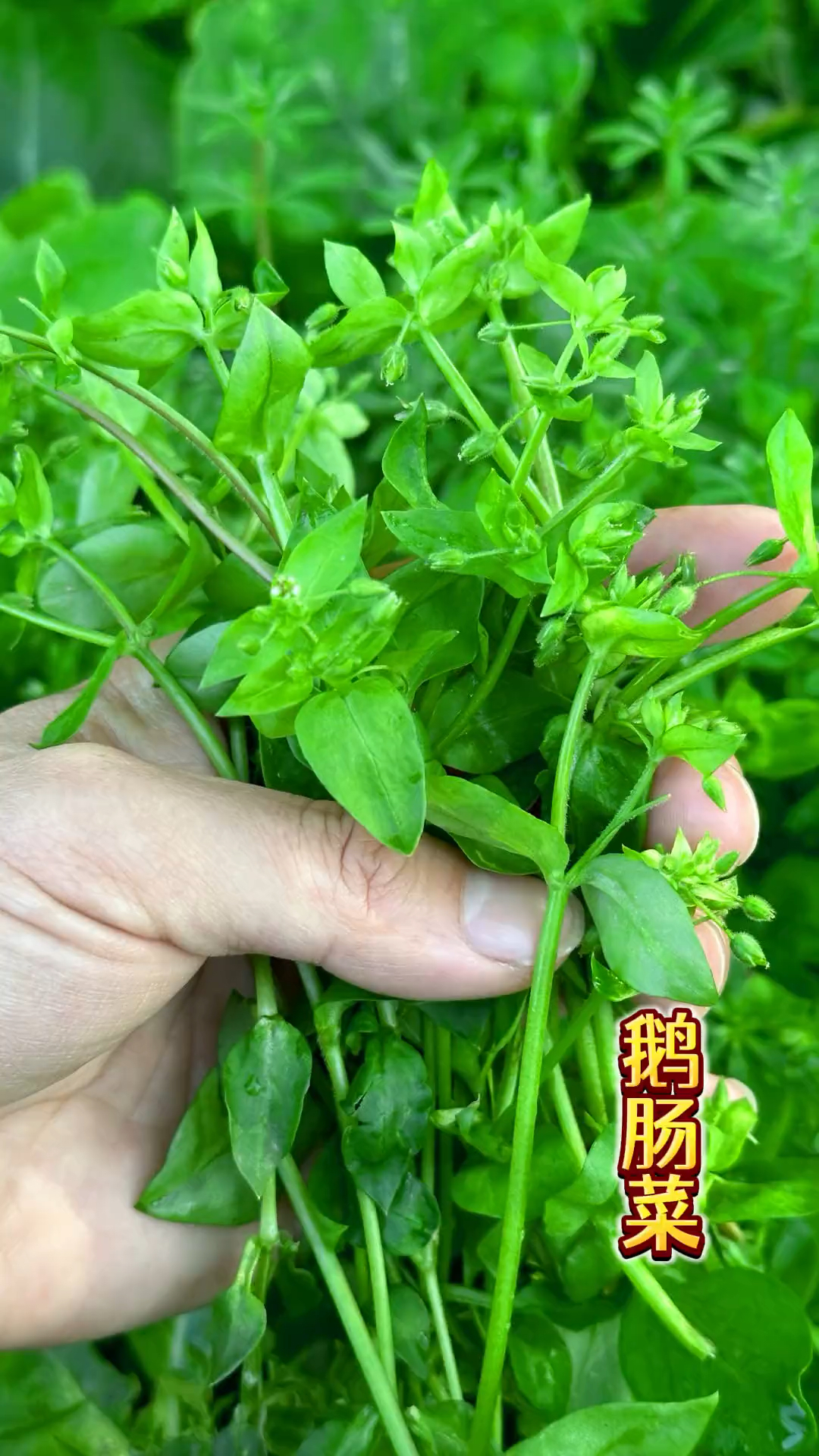 给鸡鸭吃的鹅肠菜,在城里居然被拿去涮火锅