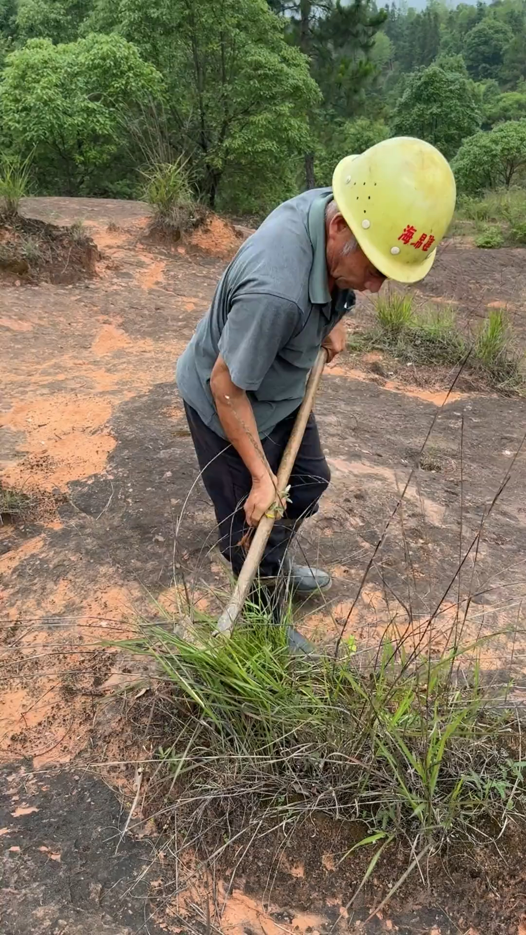 翻白草也叫鸡腿参,你的家乡还有嘛?