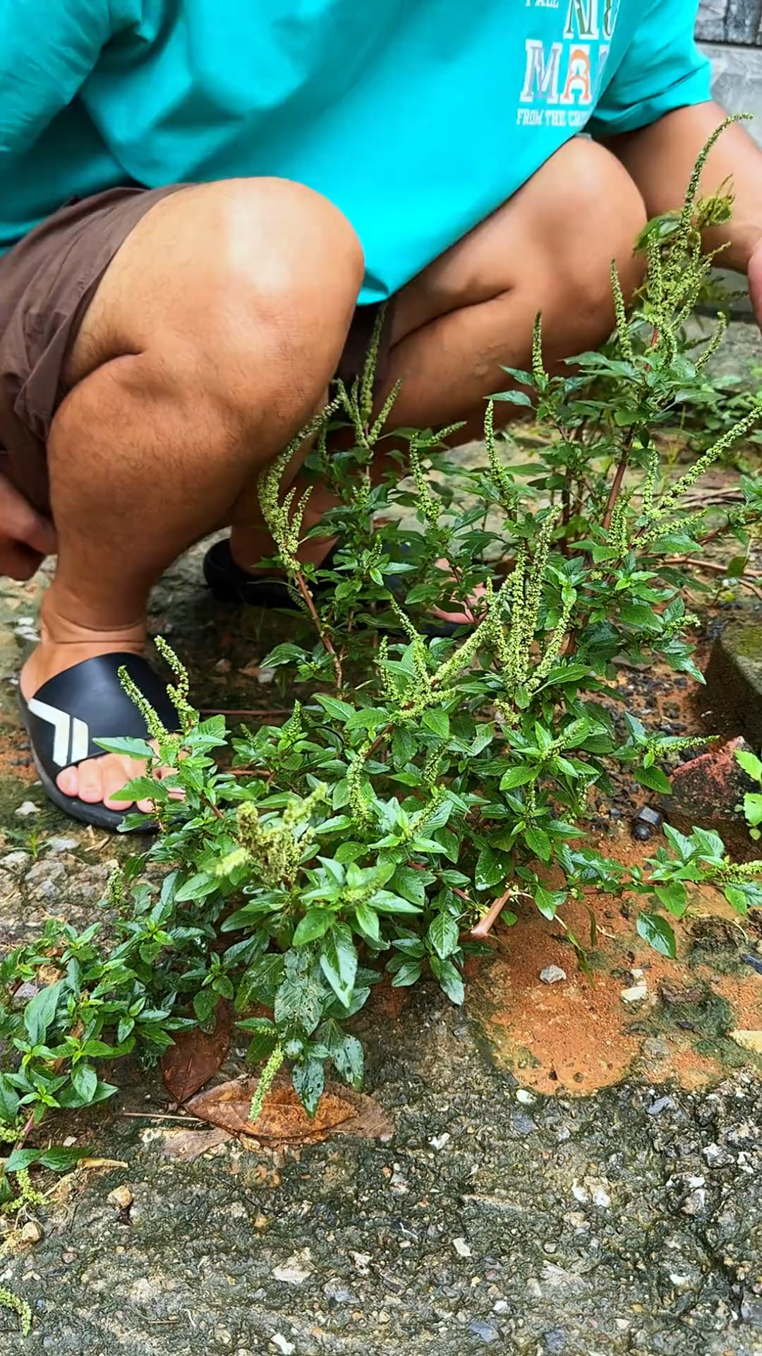 刺苋菜，有白梗红梗两种，你了解它们吗？