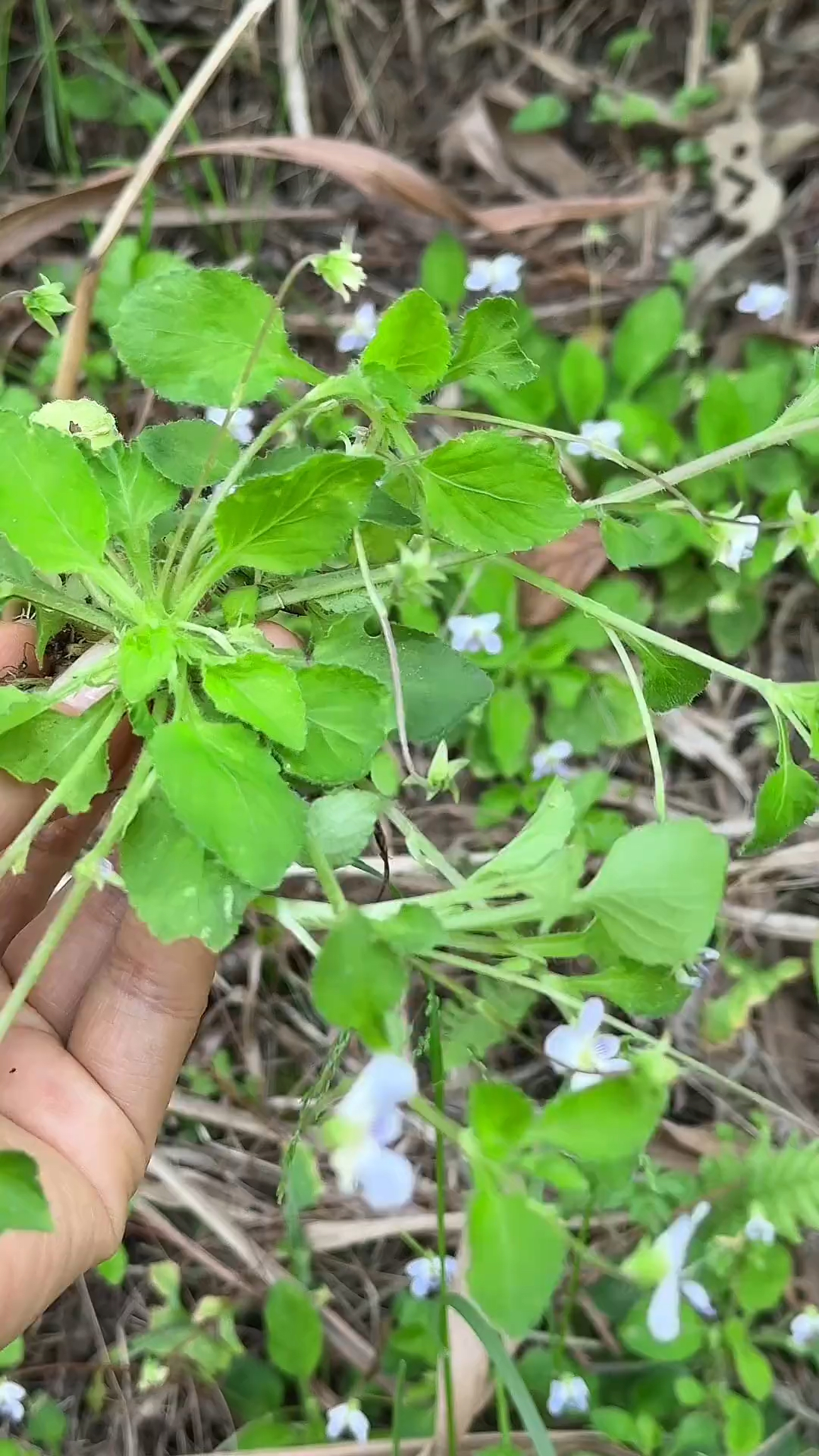 农村路旁的七星莲又叫野白菜，黄瓜菜，有经验的老人常常把它挖回