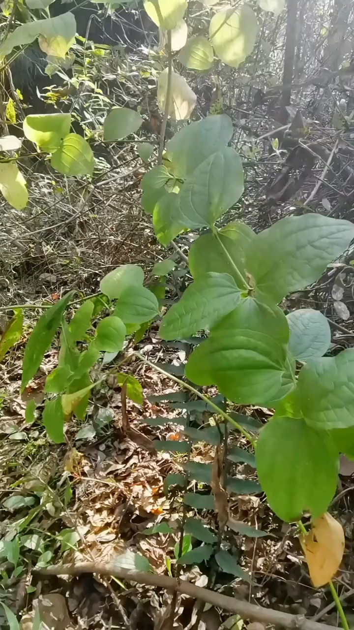 你的家乡还有牛尾菜嘛？知道它的别名和作用的，不妨说说看