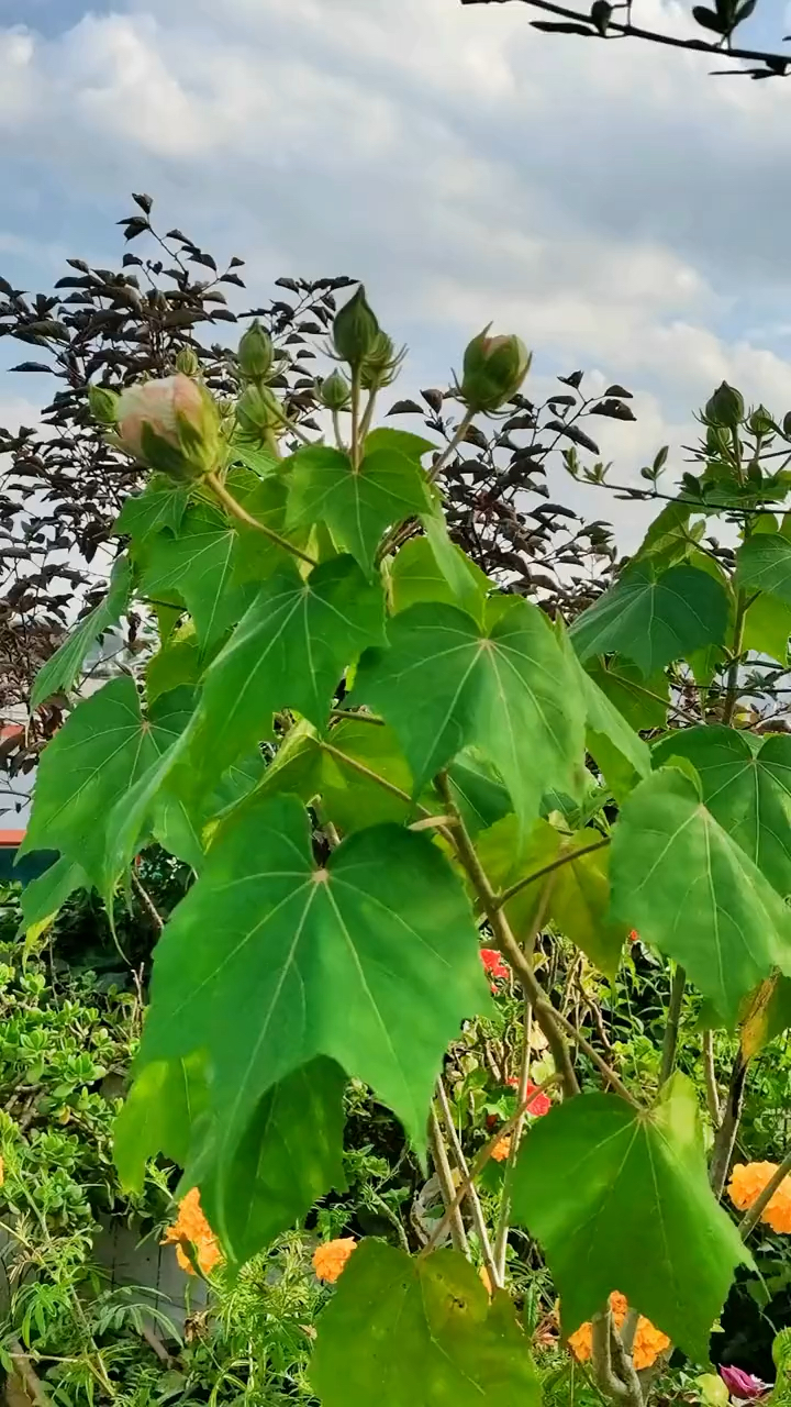 木芙蓉为锦葵科木槿属落叶灌木