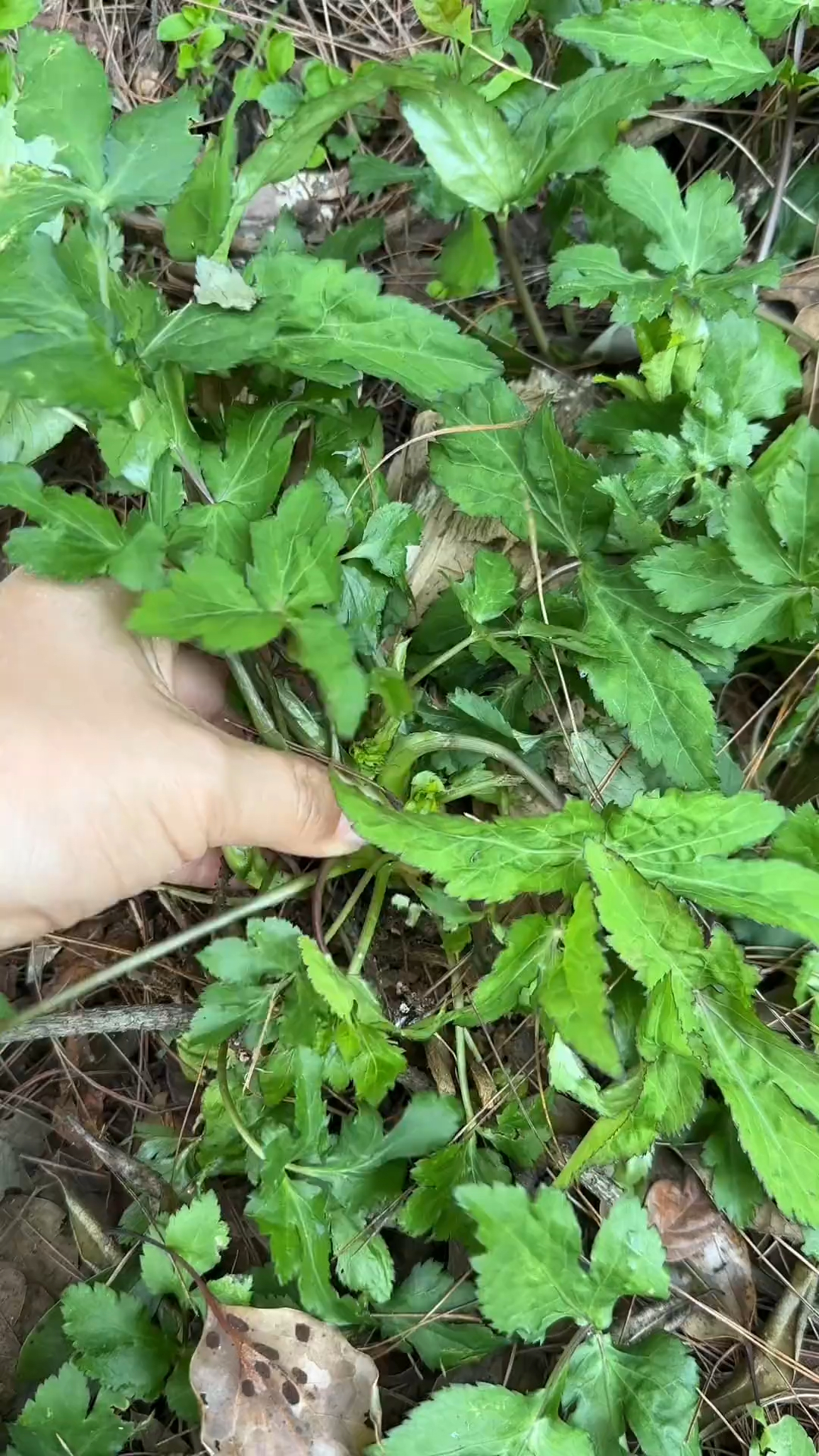 用鸭子命名的野菜，鸭儿芹，又叫鸭脚板，风味十足