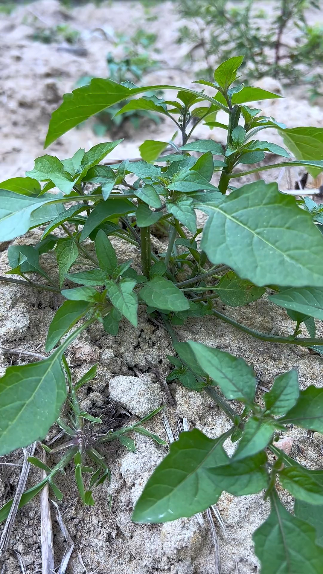 龙葵，别名白花菜、黑天天、黑悠悠等等，农村常见的野菜之一
