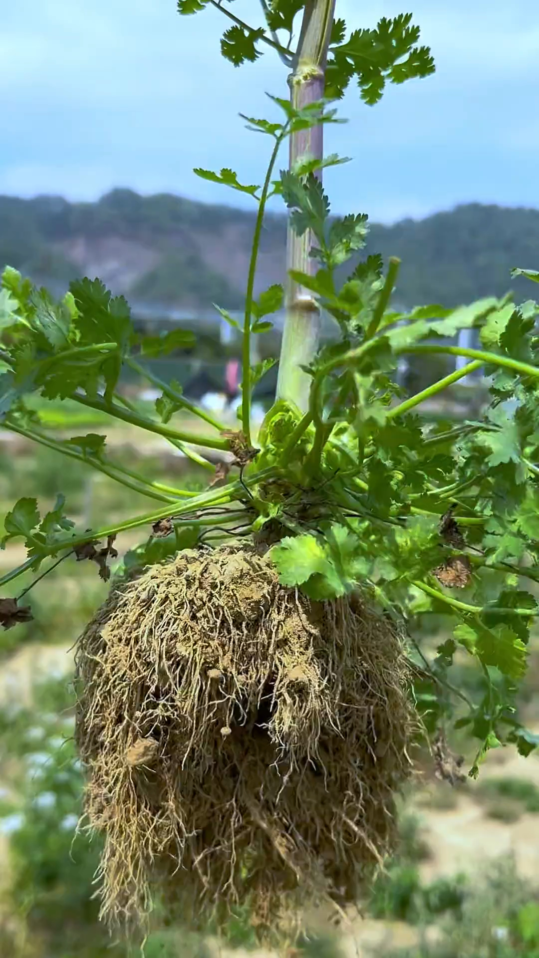香菜,也叫芫荽,有人喜欢有人烦,你喜欢吃香菜吗?