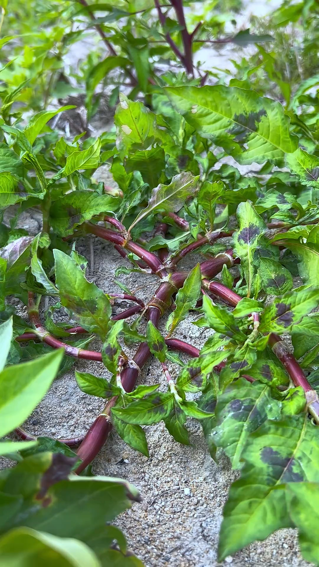 辣蓼草,也叫醉鱼草,农村常见植物之一