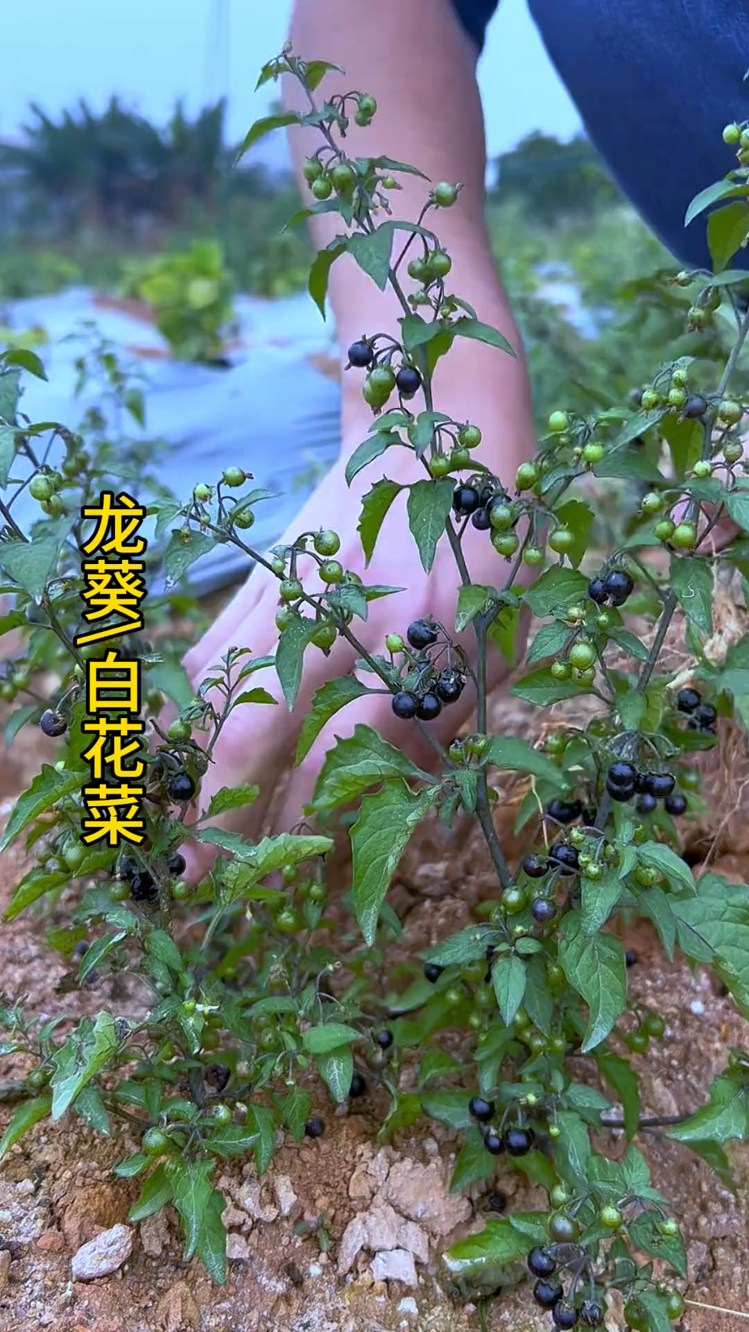 龙葵，别名白花菜、黑天天等等，一种颇受欢迎的野菜