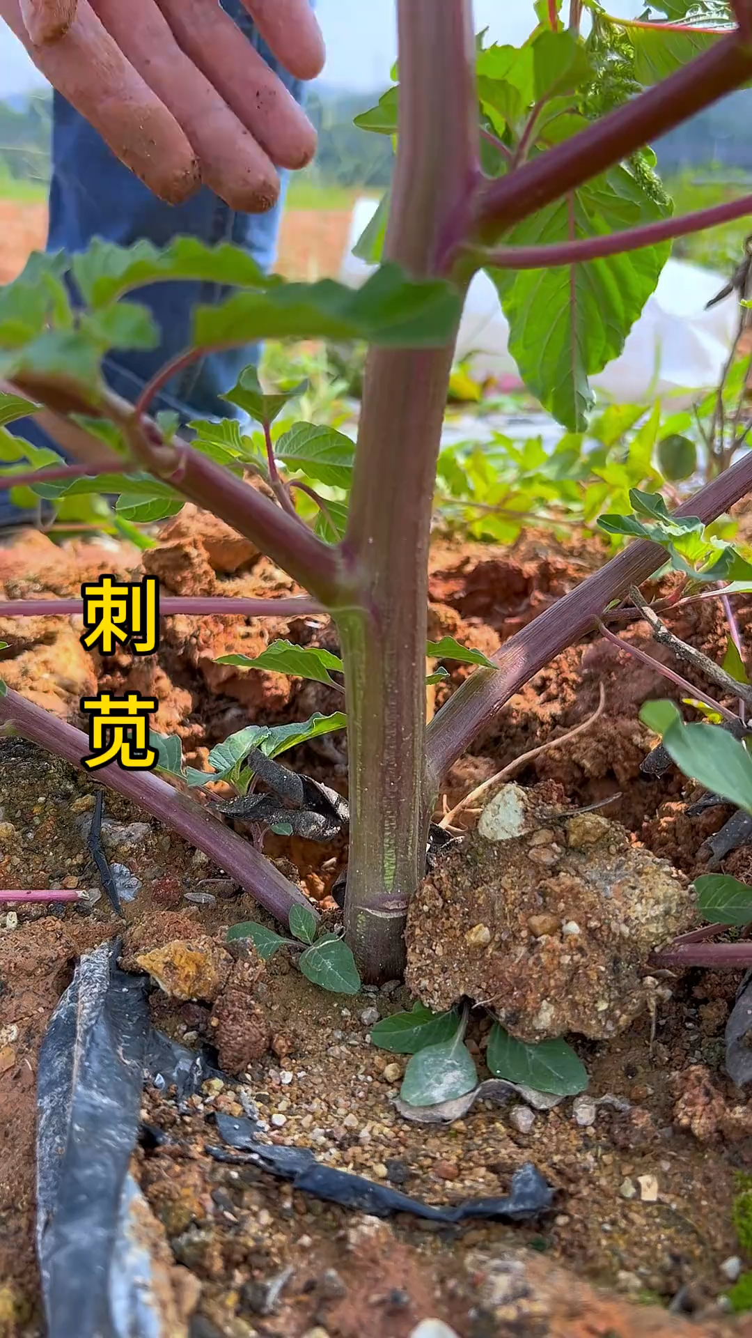 野刺苋，也叫勒苋菜，一种常见的野菜，可惜以前只知道拔来喂猪了