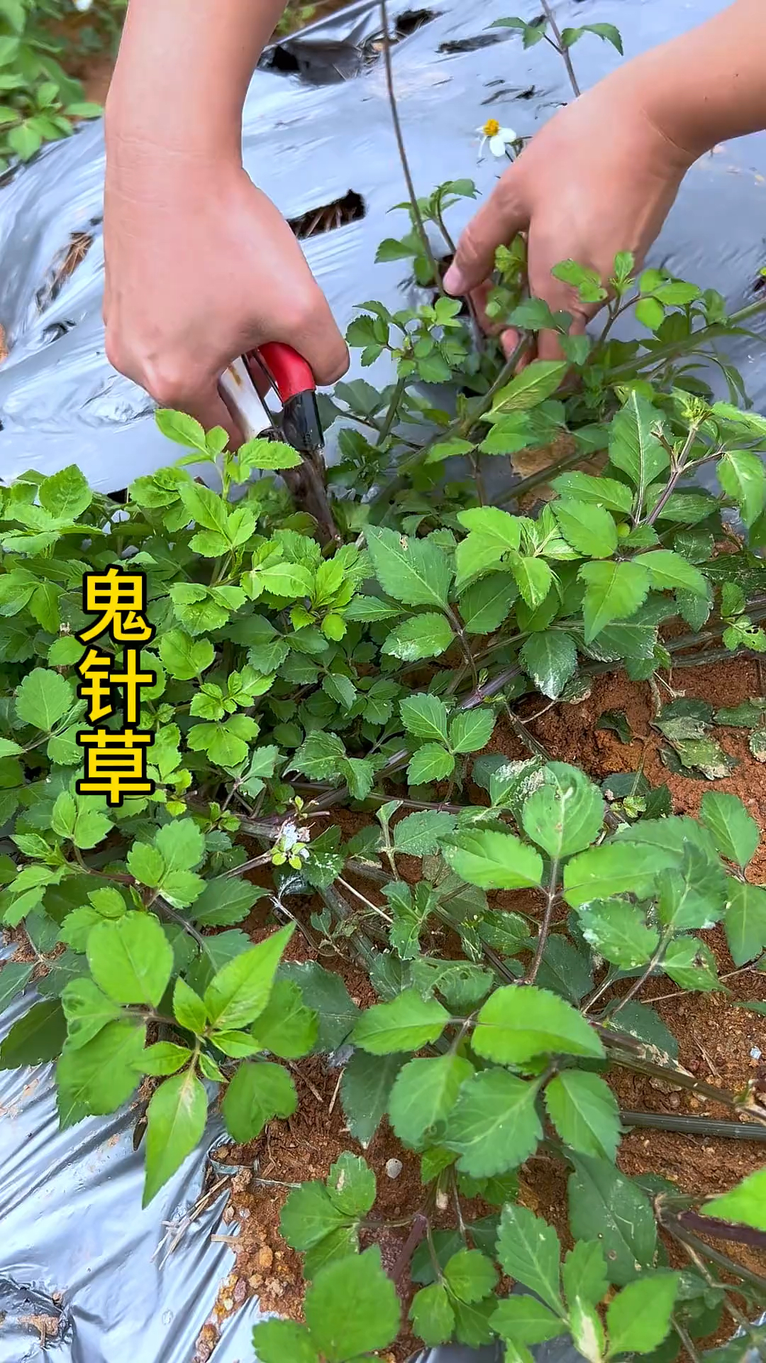 鬼针草,别名虾钳草、婆婆针等等