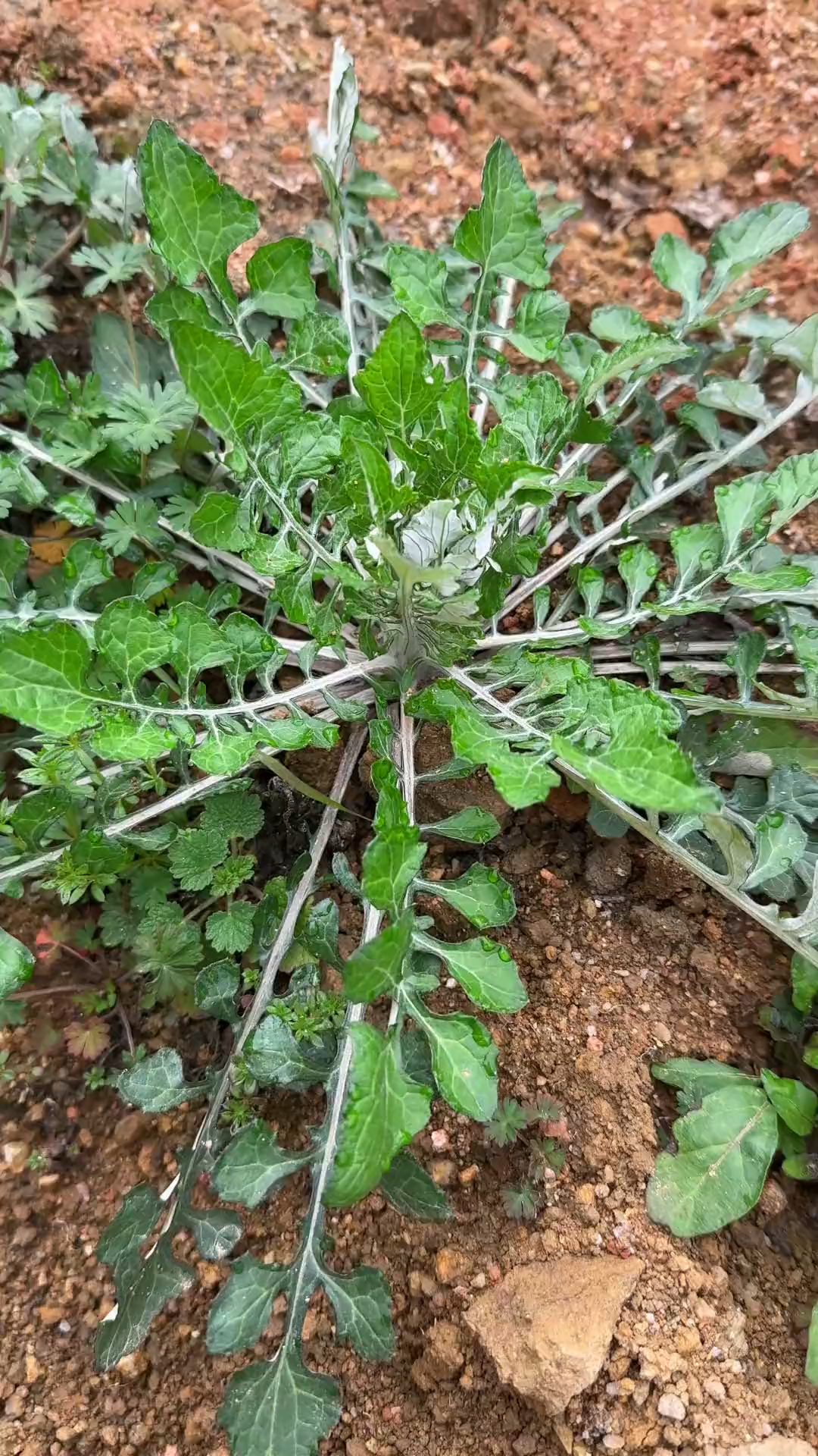 它可是春日里最早冒头的野菜之一，泥胡菜，也称石灰菜