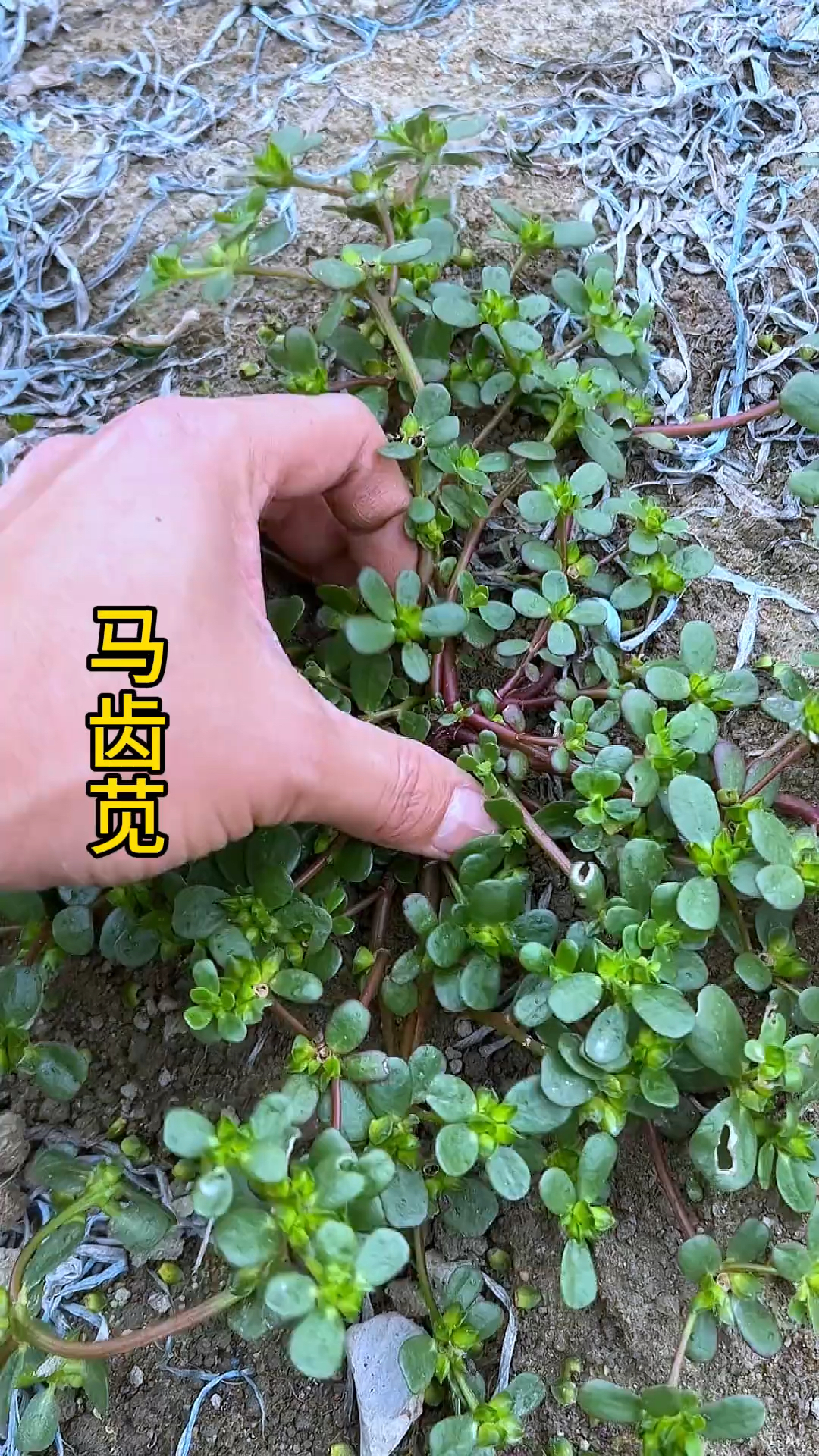 马齿苋,别名:五行草、瓜子菜、蚂蚱菜等等,你那里叫它什么呢?