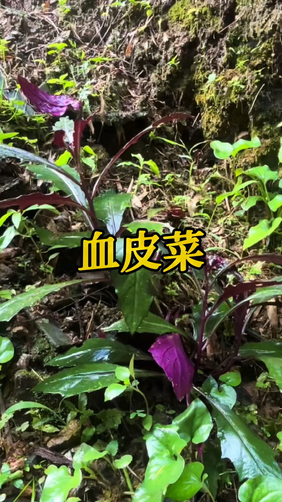 荒坡冒出“血皮菜”?识货的人当宝,你家乡有嘛?