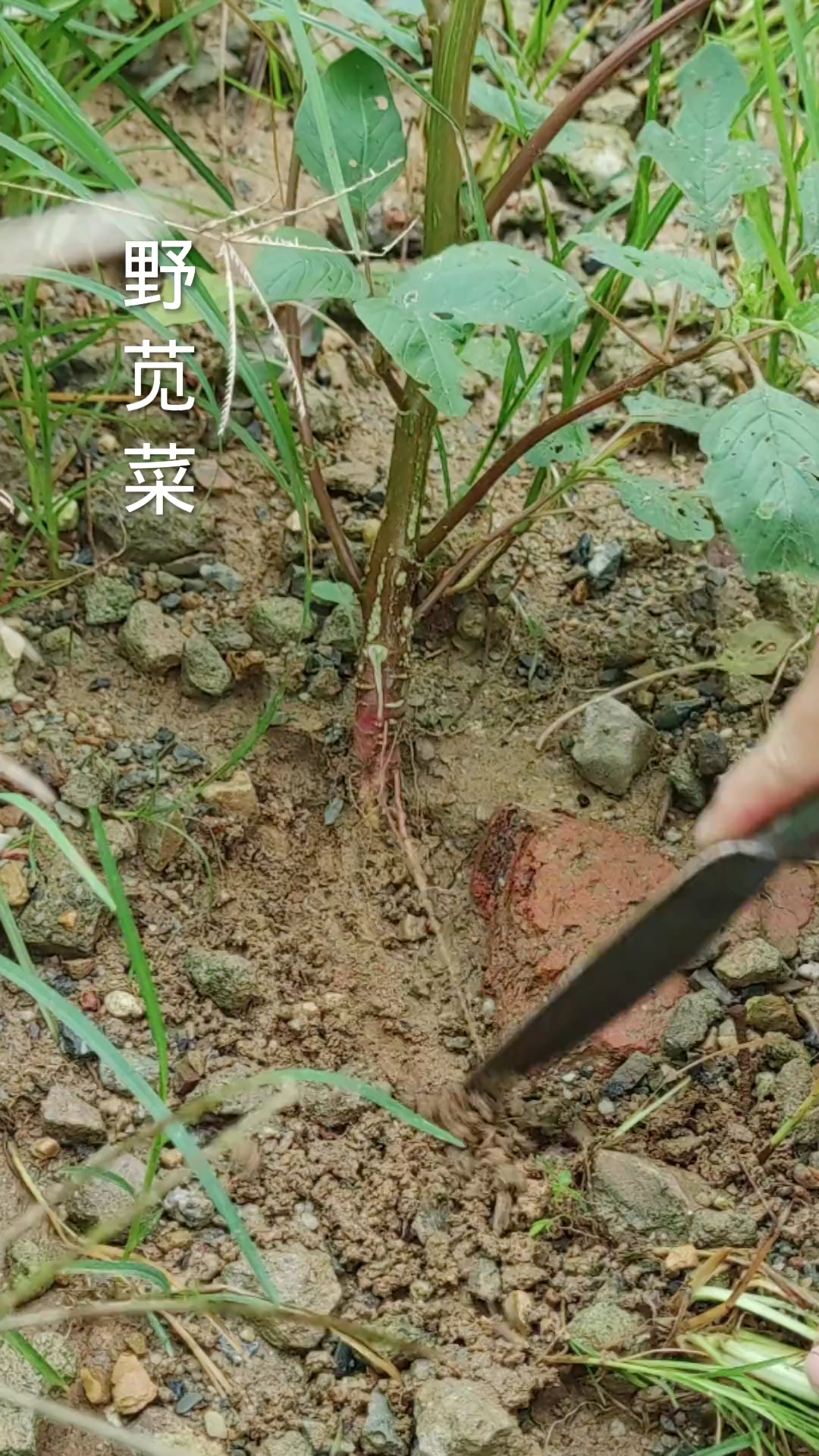 野苋菜,刺苋菜,在你家乡叫它什么
