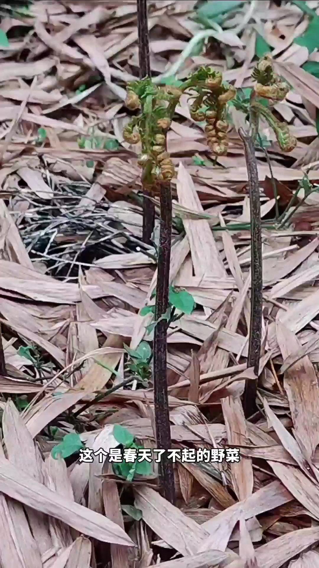 蕨菜,你的家乡还有嘛?