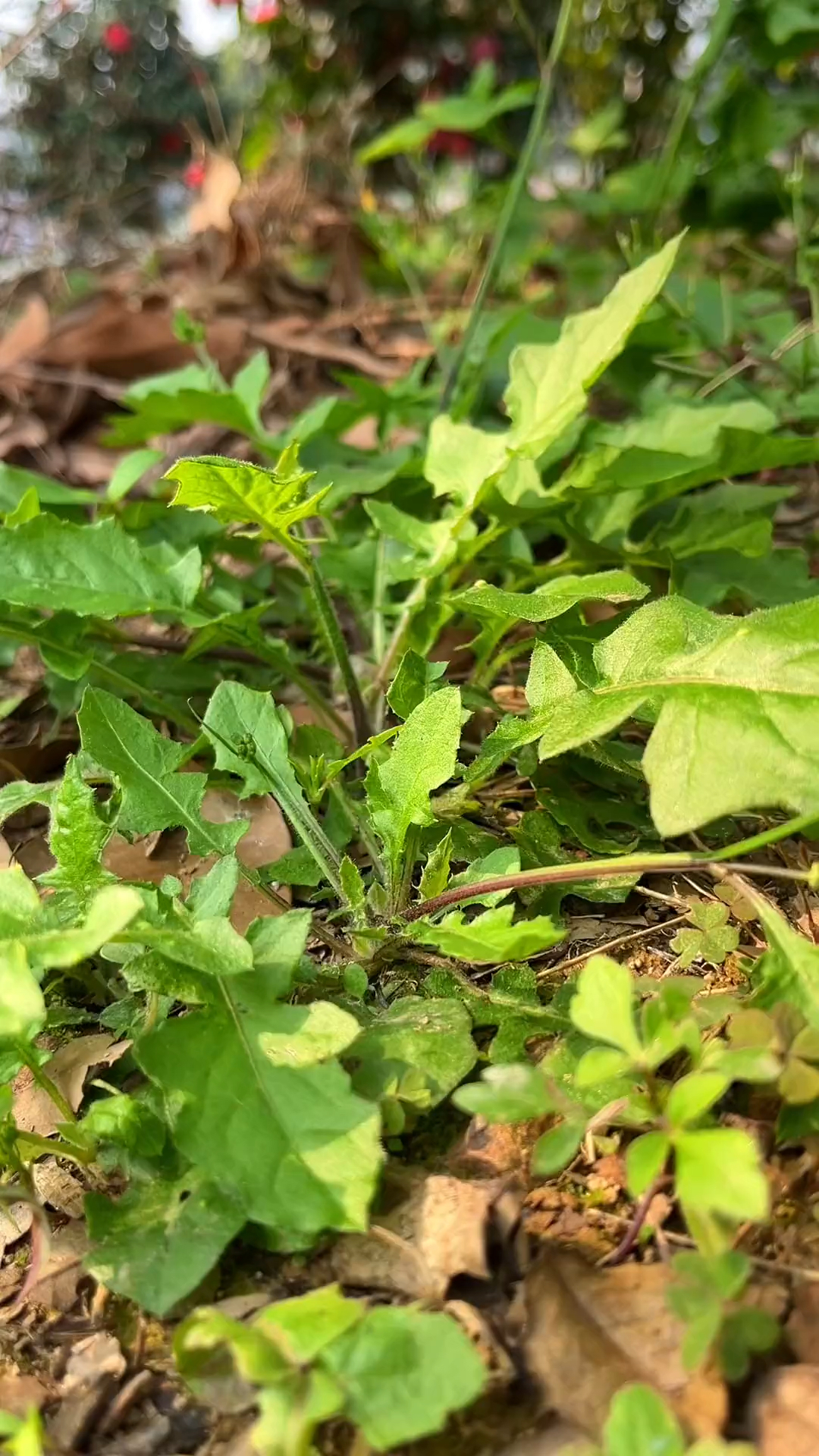黄鹌菜,你的家乡还有嘛?
