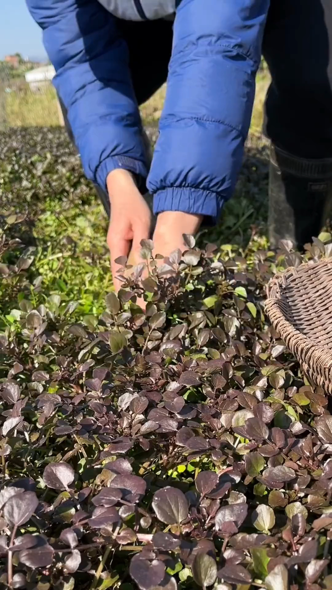 西洋菜,你的家乡还有嘛?