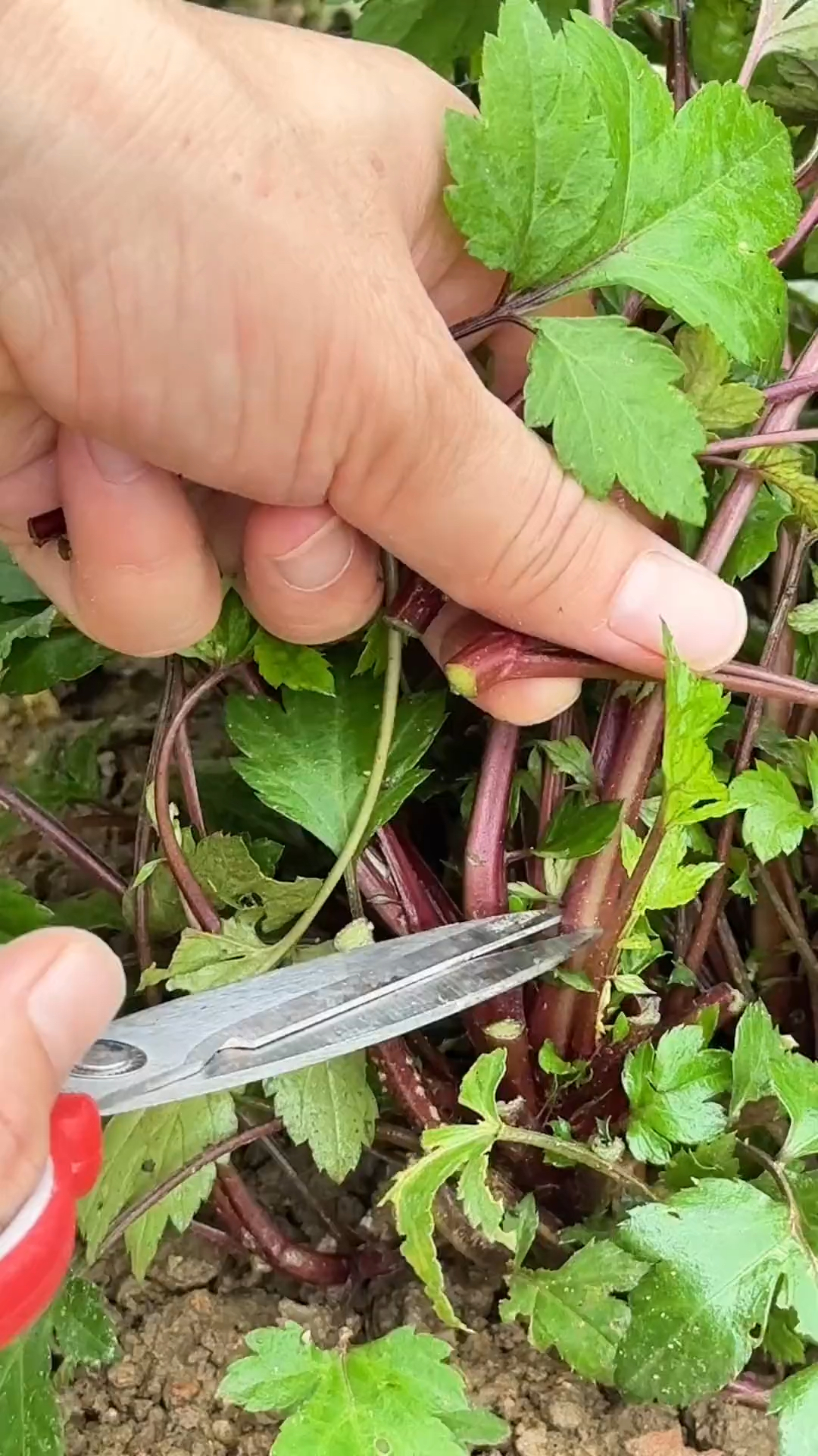 白苞蒿俗称鸭脚艾,你的家乡有这种植物吗?