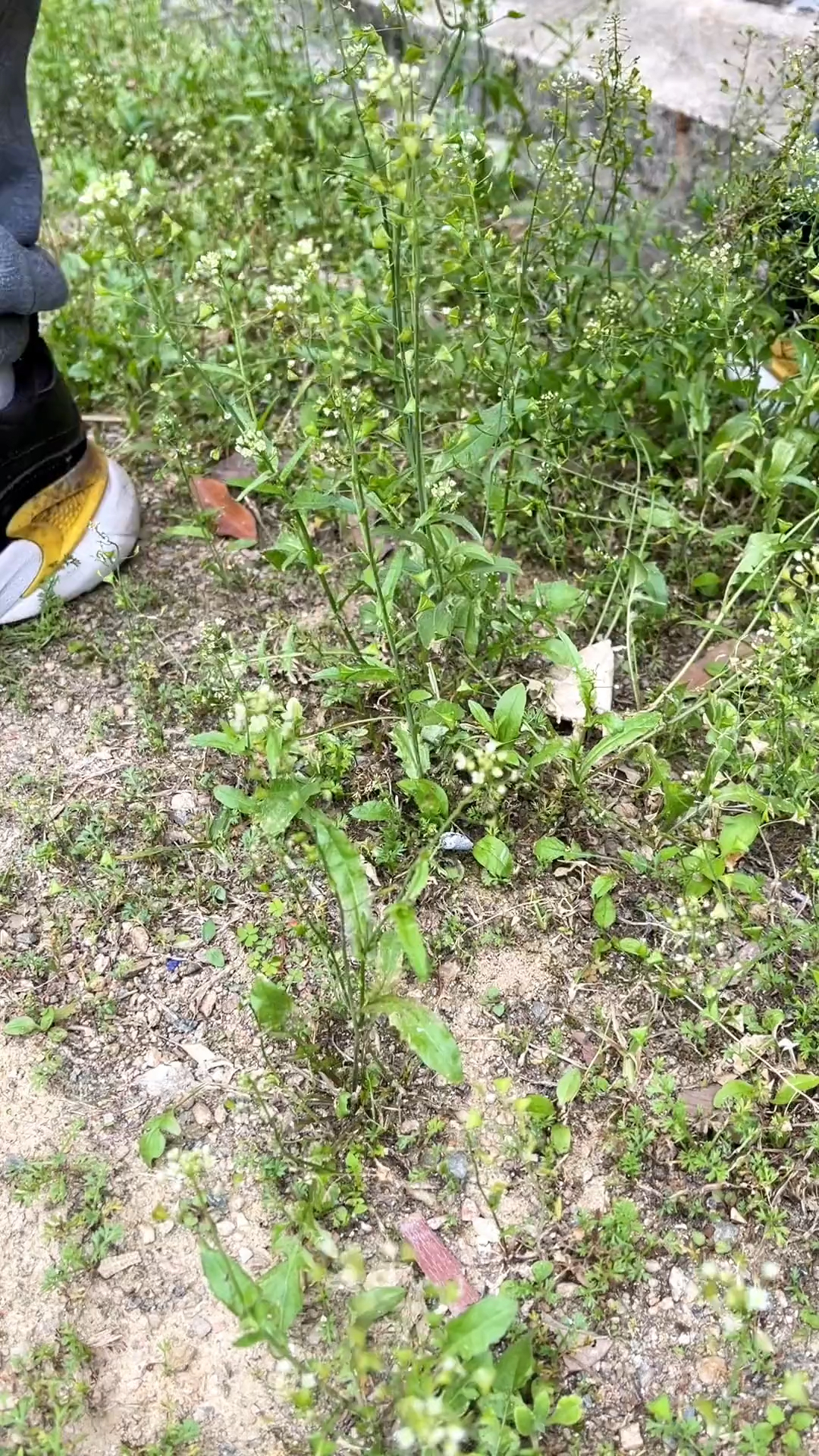 荠菜,你的家乡有这种植物吗?