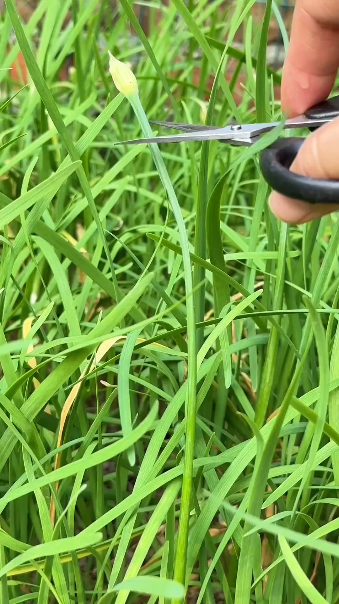 韭苔,你的家乡有这种植物吗?
